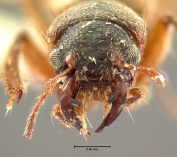 Media type: image;   Entomology 6524 Aspect: head frontal view